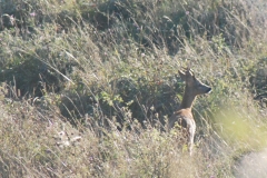 deer watching in Casentino 26-27.09.14