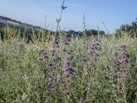 campo-montemarinorid
